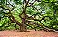 Quadro Decorativo Árvores 0606 - Imagem 1