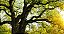 Quadro Decorativo Árvores 0641 - Imagem 1