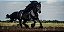 Quadro Decorativo Cavalos 1151 - Imagem 1