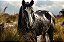 Quadro Decorativo Cavalos 1157 - Imagem 1