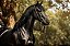 Quadro Decorativo Cavalos 1158 - Imagem 1