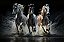 Quadro Decorativo Cavalos 1168 - Imagem 1
