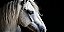Quadro Decorativo Cavalos 1176 - Imagem 1