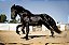 Quadro Decorativo Cavalos 1216 - Imagem 1