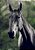 Quadro Decorativo Cavalos 1217 - Imagem 1