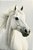 Quadro Decorativo Cavalos 1228 - Imagem 1