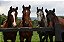 Quadro Decorativo Cavalos 1232 - Imagem 1