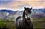Quadro Decorativo Cavalos 1234 - Imagem 1