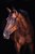Quadro Decorativo Cavalos 1235 - Imagem 1