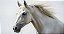 Quadro Decorativo Cavalos 1250 - Imagem 1
