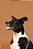 Quadro Decorativo Cães 1269 - Imagem 1