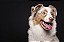 Quadro Decorativo Cães 1274 - Imagem 1