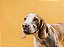 Quadro Decorativo Cães 1275 - Imagem 1