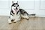 Quadro Decorativo Cães 1279 - Imagem 1