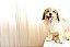 Quadro Decorativo Cães 1283 - Imagem 1