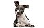 Quadro Decorativo Cães 1285 - Imagem 1