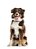 Quadro Decorativo Cães 1295 - Imagem 1