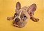 Quadro Decorativo Cães 1307 - Imagem 1