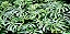 Quadro Decorativo Folhagens de Plantas 1437 - Imagem 1