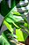 Quadro Decorativo Folhagens de Plantas 1452 - Imagem 1