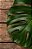Quadro Decorativo Folhagens de Plantas 1456 - Imagem 1
