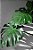 Quadro Decorativo Folhagens de Plantas 1460 - Imagem 1