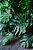 Quadro Decorativo Folhagens de Plantas 1462 - Imagem 1