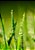 Quadro Decorativo Folhagens de Plantas 1655 - Imagem 1