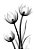 Quadro Decorativo Flores 1719 - Imagem 1