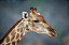 Quadro Decorativo Girafas 1973 - Imagem 1