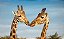 Quadro Decorativo Girafas 1975 - Imagem 1