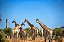 Quadro Decorativo Girafas 1976 - Imagem 1