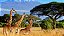 Quadro Decorativo Girafas 2004 - Imagem 1
