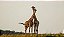 Quadro Decorativo Girafas 2005 - Imagem 1
