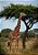 Quadro Decorativo Girafas 2008 - Imagem 1