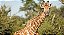 Quadro Decorativo Girafas 2009 - Imagem 1