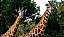 Quadro Decorativo Girafas 2010 - Imagem 1