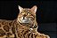 Quadro Decorativo Gatos 2069 - Imagem 1