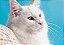 Quadro Decorativo Gatos 2070 - Imagem 1