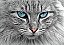 Quadro Decorativo Gatos 2073 - Imagem 1
