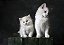 Quadro Decorativo Gatos 2074 - Imagem 1