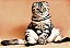 Quadro Decorativo Gatos 2075 - Imagem 1