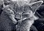 Quadro Decorativo Gatos 2079 - Imagem 1