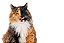 Quadro Decorativo Gatos 2088 - Imagem 1