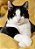 Quadro Decorativo Gatos 2092 - Imagem 1