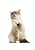 Quadro Decorativo Gatos 2110 - Imagem 1
