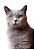 Quadro Decorativo Gatos 2111 - Imagem 1