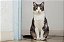 Quadro Decorativo Gatos 2113 - Imagem 1