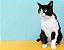 Quadro Decorativo Gatos 2114 - Imagem 1