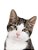 Quadro Decorativo Gatos 2119 - Imagem 1
